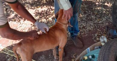 Gurinhatã inicia vacinação antirrábica na zona rural com meta de cobertura total
