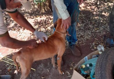 Gurinhatã inicia vacinação antirrábica na zona rural com meta de cobertura total