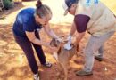 Gurinhatã inicia vacinação antirrábica e reforça proteção contra a raiva animal